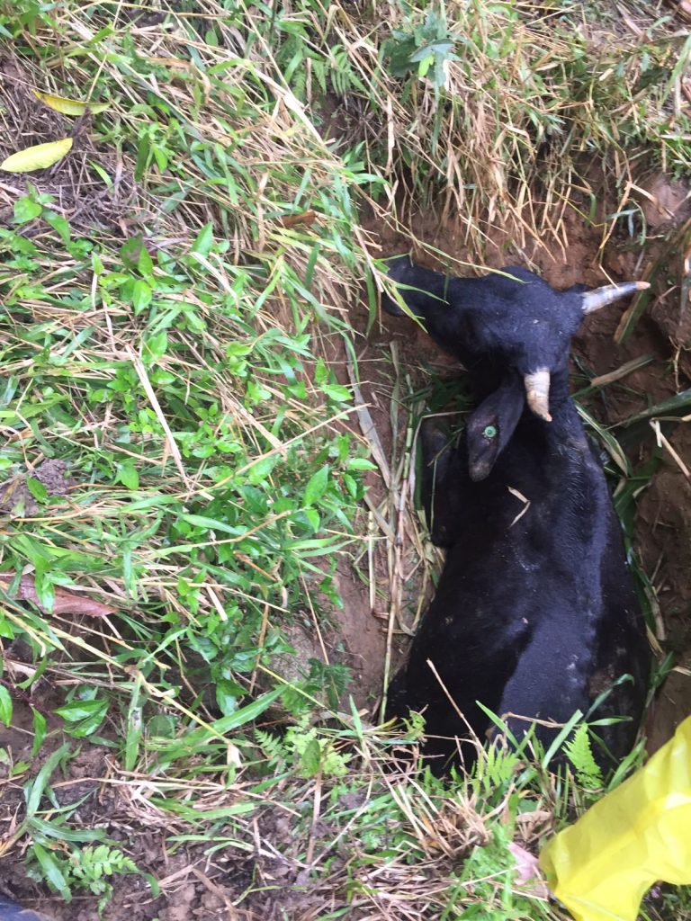 Boi é resgatado após cair em um buraco de Pomerode