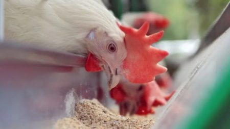 Gripe aviária: Governo de SC decreta estado de emergência zoossanitária após 2º caso confirmado
