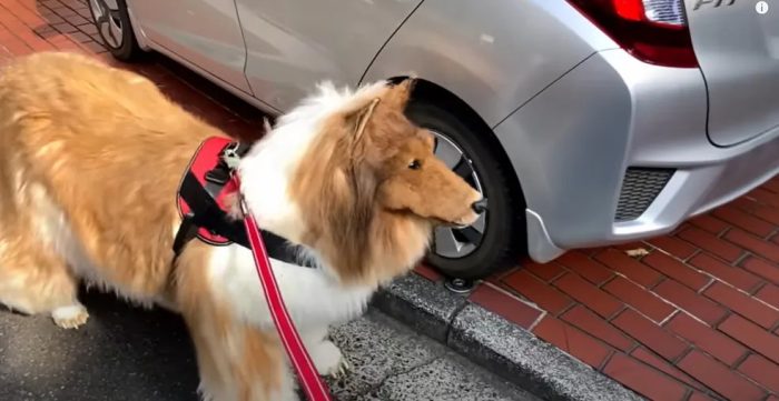 Sonho realizado: Após gastar R$ 75 mil para “se tornar” cachorro, japonês dá seu 1º passeio