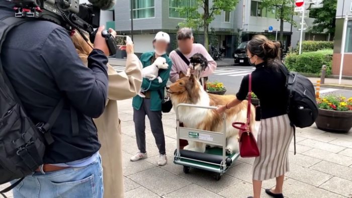 Sonho realizado: Após gastar R$ 75 mil para “se tornar” cachorro, japonês dá seu 1º passeio