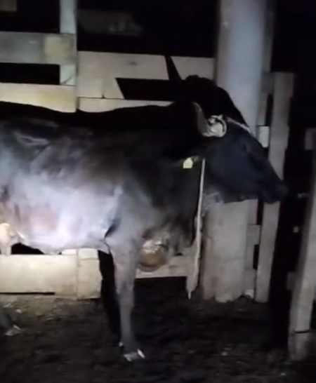 Vaca escapa de propriedade e percorre as ruas de Gaspar