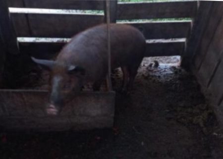 Furto de porco é registrado em Benedito Novo