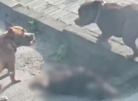 2 Pitbulls soltos atacam e matam cão em Indaial; comunidade pede medidas para evitar novos ataques