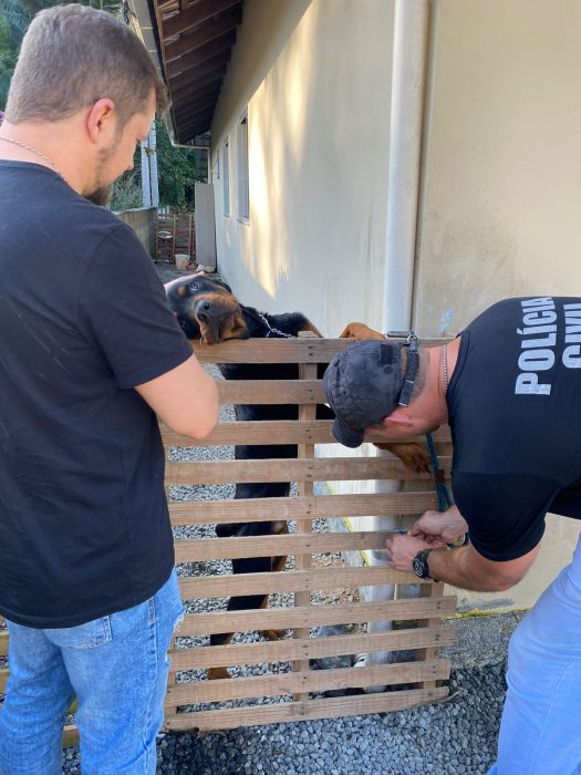 Rottweiler vítima de maus-tratos é resgatado em Pomerode