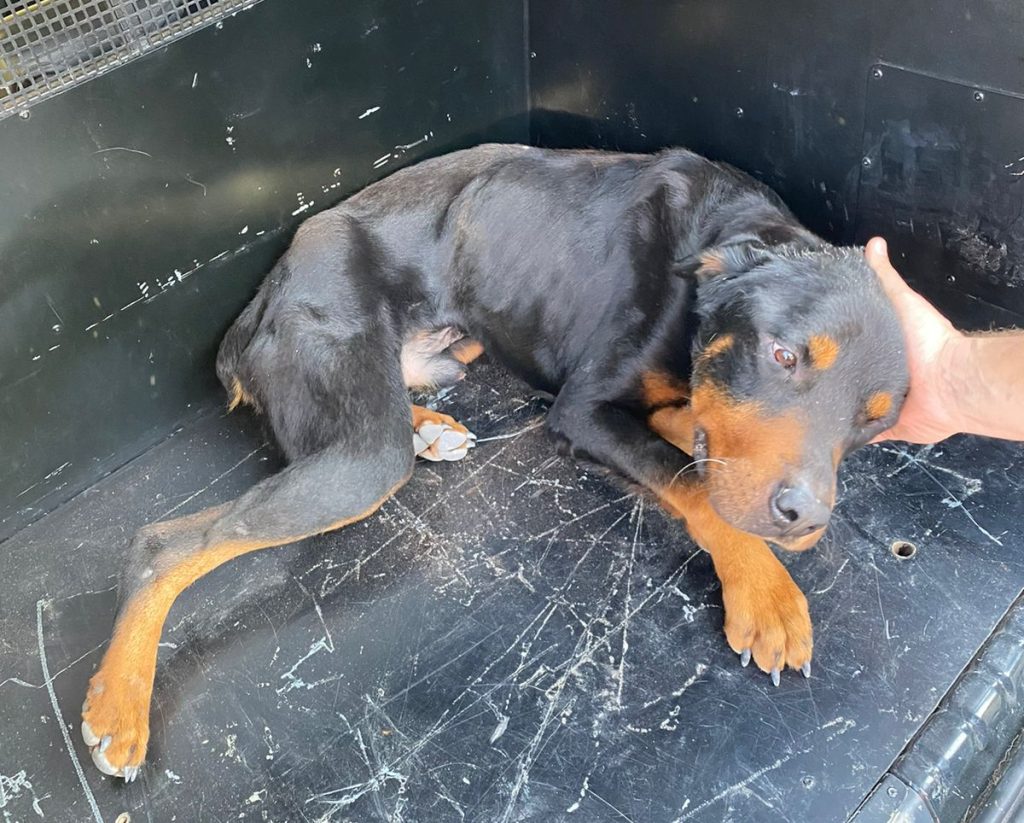 Rottweiler vítima de maus-tratos é resgatado em Pomerode