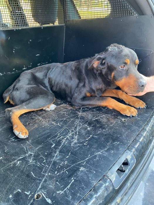 Rottweiler vítima de maus-tratos é resgatado em Pomerode