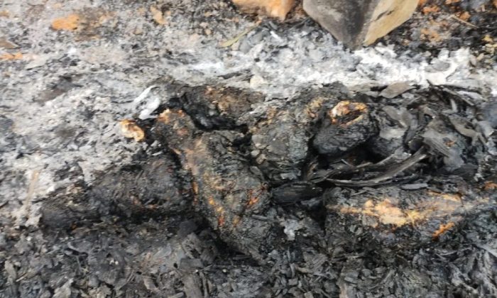6 filhotes de Pitbull são queimados vivos em São Paulo