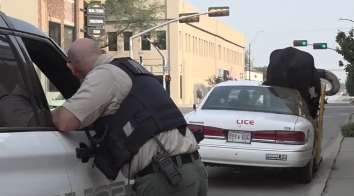 Pet diferenciado: Policiais se surpreendem com touro gigante no banco do passageiro nos EUA