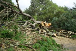 Mulher terá que pagar indenização após árvore cair de seu terreno e danificar rede elétrica no Alto Vale do Itajaí