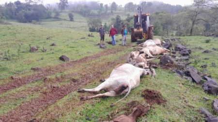 Cinco vacas e um bezerro morrem após serem atingidos por um raio durante ciclone em SC
