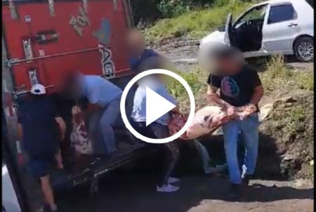 Caminhão de carne tomba na BR-470 em Pouso Redondo e carga é saqueada
