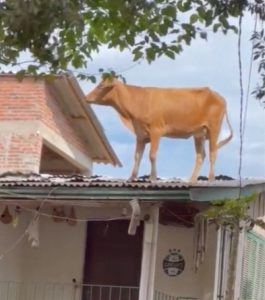 Vaca viraliza ao ser flagrada em cima de telhado após enchente no RS