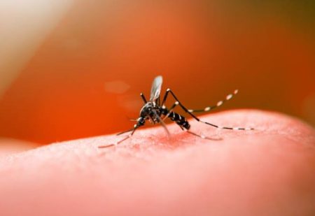 Indaial lida com epidemia de dengue: 34 casos confirmados e 598 focos registrados