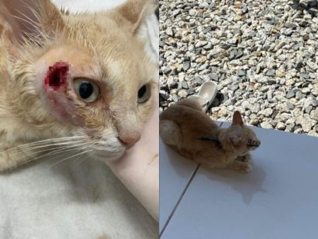 Gato é resgatado com flecha na cabeça em Brusque