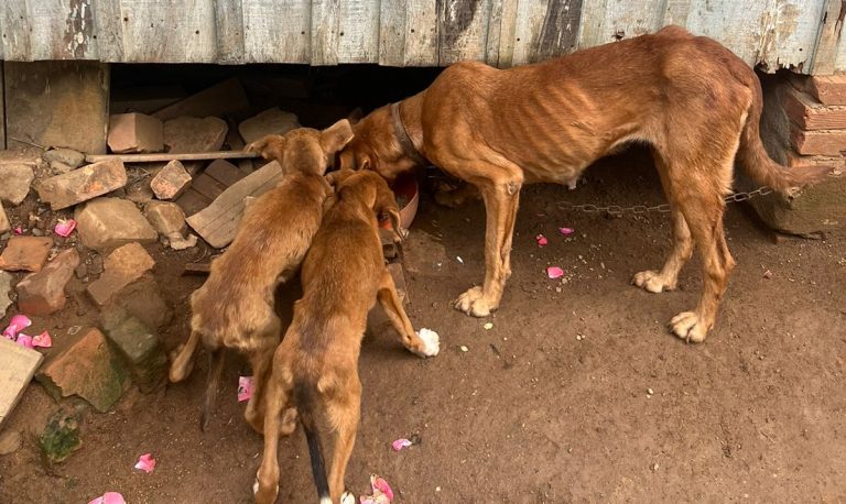 Polícia Civil resgata 6 cães em situações de maus-tratos em Rodeio