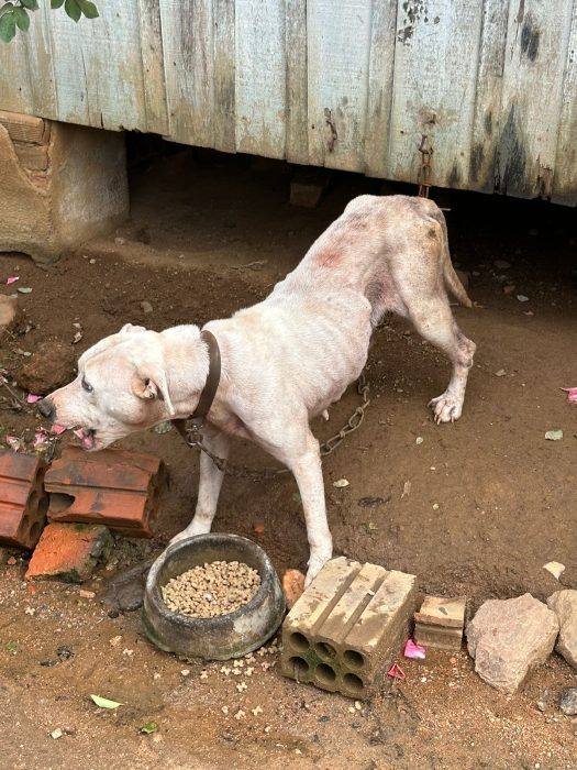 Polícia Civil resgata 6 cães em situações de maus-tratos em Rodeio