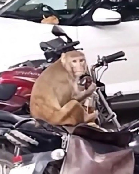 Em “dia nacional sem álcool”, macaco rouba garrafa de uísque de motociclista