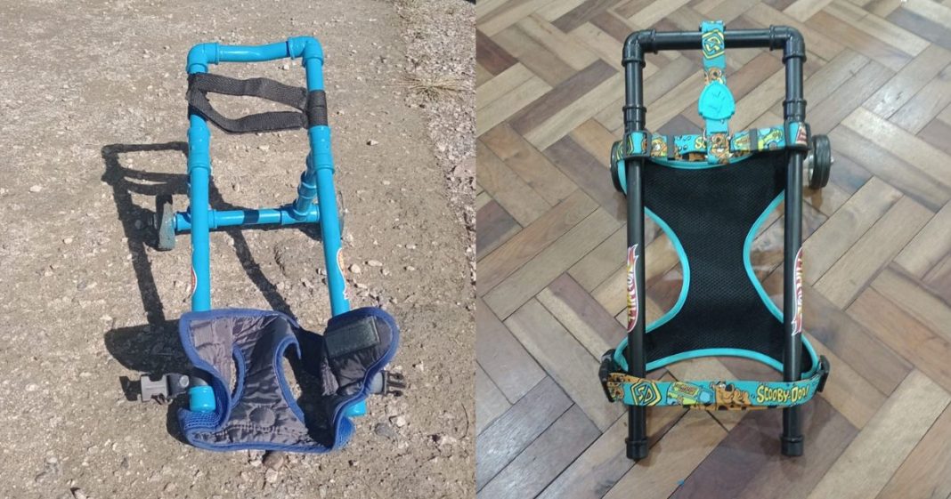 Cachorro que ficou paraplégico após ser atacado ganha cadeira de rosas em Blumenau 
