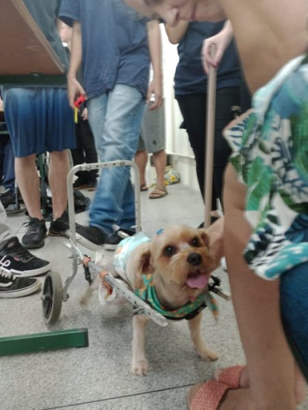 Cachorro que ficou paraplégico após ser atacado ganha cadeira de rosas em Blumenau