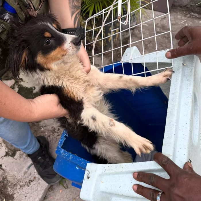 Cachorro é resgatado de uma lixeira em Palhoça