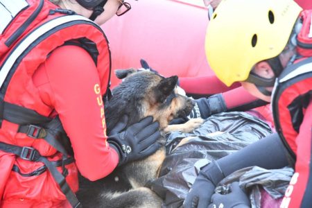 Cachorro aquece dono com hipotermia que foi resgatado no meio de enchente em Rio do Sul