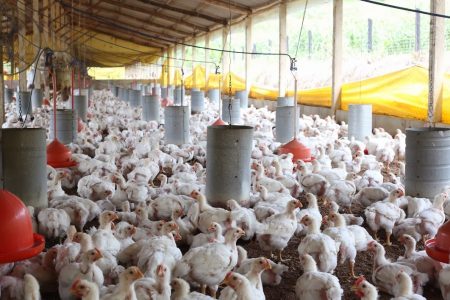 Calor extremo causa a morte de mais de 1000 frangos em complexo agroindustrial