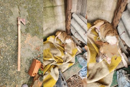 Homem que deu machadada na cabeça do próprio cachorro é preso em Blumenau