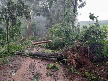 Tornado atinge município catarinense e causa estragos; veja imagens