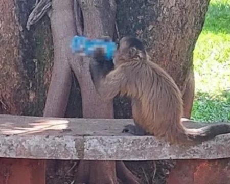 Macaco caramelo é flagrado consumindo bebida energética em campus universitário