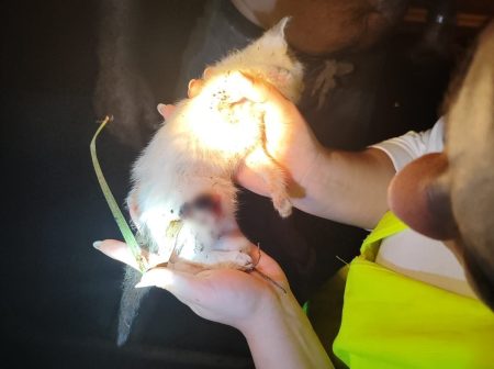Filhote de gato preso no meio de entulhos é resgatado pelos bombeiros após 3 horas de trabalho em Pomerode