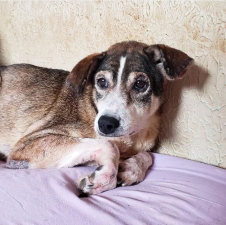 Campanha para doação de pets idosos é lançada por ONG de Blumenau