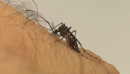 Apiúna tem surto de dengue com mais de 55 casos da doença já confirmados