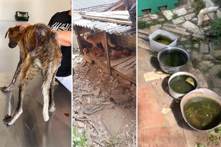 Operação termina com resgate de 3 cães com sinais de maus-tratos em Gaspar