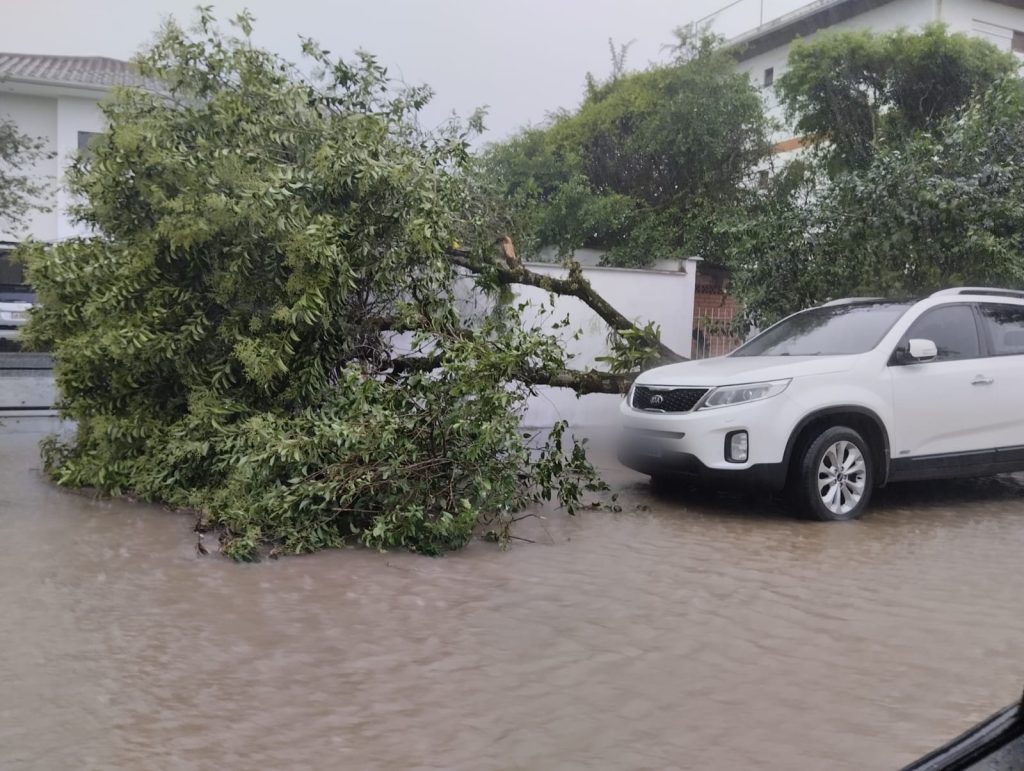 Chuva intensa causa estragos em Timbó: queda de árvores e alagamentos afetam a cidade
