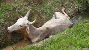 Bovino atola dentro de vala e chuva intensa aumenta riscos para o animal em Pomerode