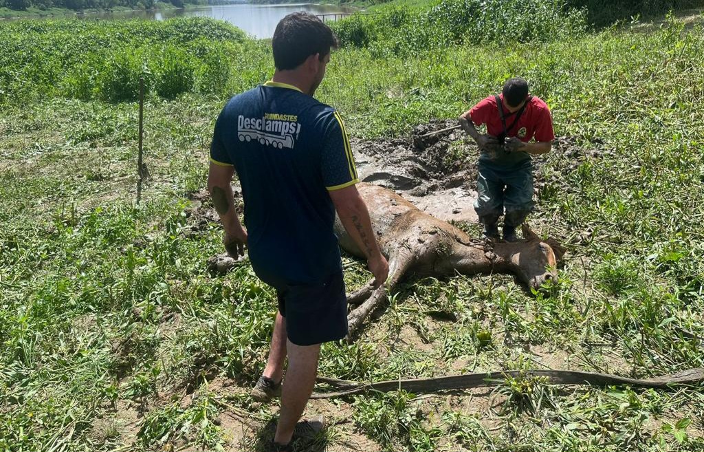 Cavalo atolado é resgatado em Ilhota após ser avistado por ciclista 
