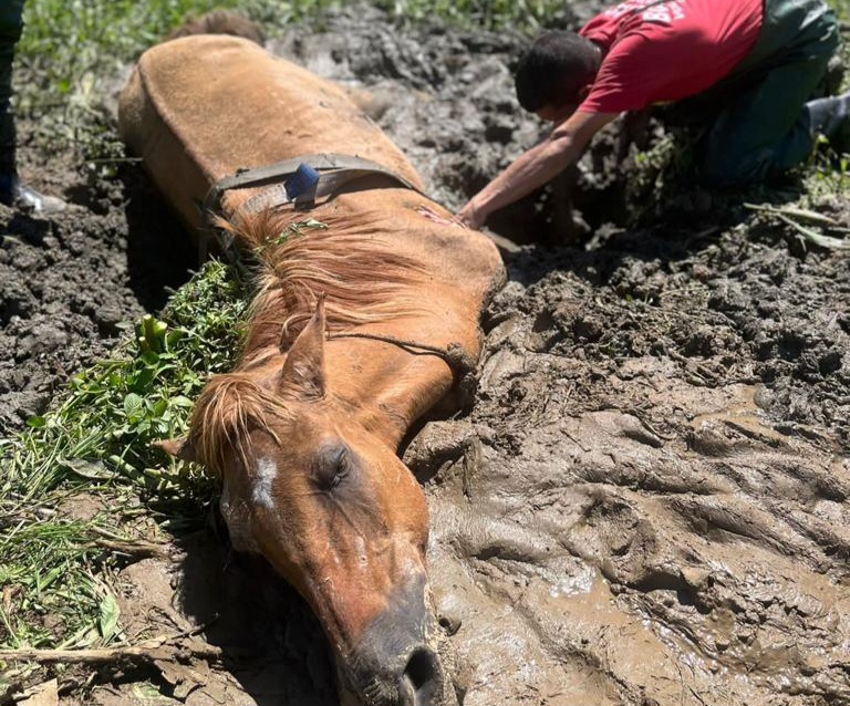 Cavalo atolado é resgatado em Ilhota após ser avistado por ciclista 