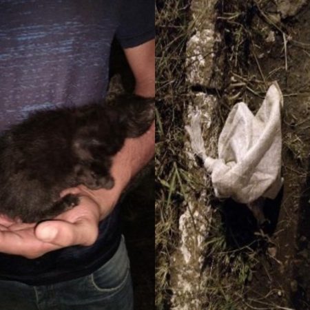 Gato abandonado é encontrado preso dentro de saco em Ituporanga 