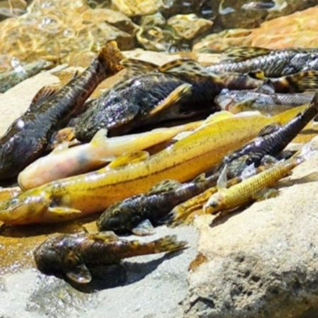 Após acidente na Serra Dona Francisca, peixes são encontrados mortos em rio de Joinville