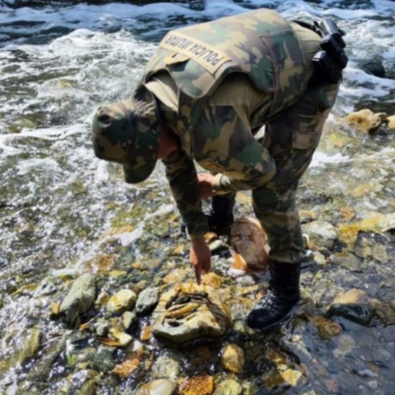 Após acidente na Serra Dona Francisca, peixes são encontrados mortos em rio de Joinville 