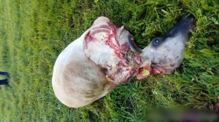 Vaca é encontrada morta após ser desmembrada e ter carne furtada em Indaial