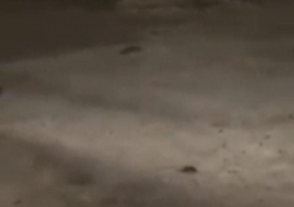Ratos são flagrados passeando em praia de Itapema