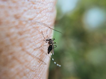 Dengue: Primeiro caso de 2024 é confirmado em Jaraguá do Sul