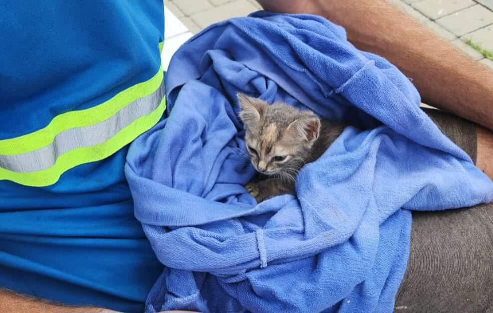 Gatinha abandonada é resgatada por equipe de coleta de resíduos e encontra um novo lar