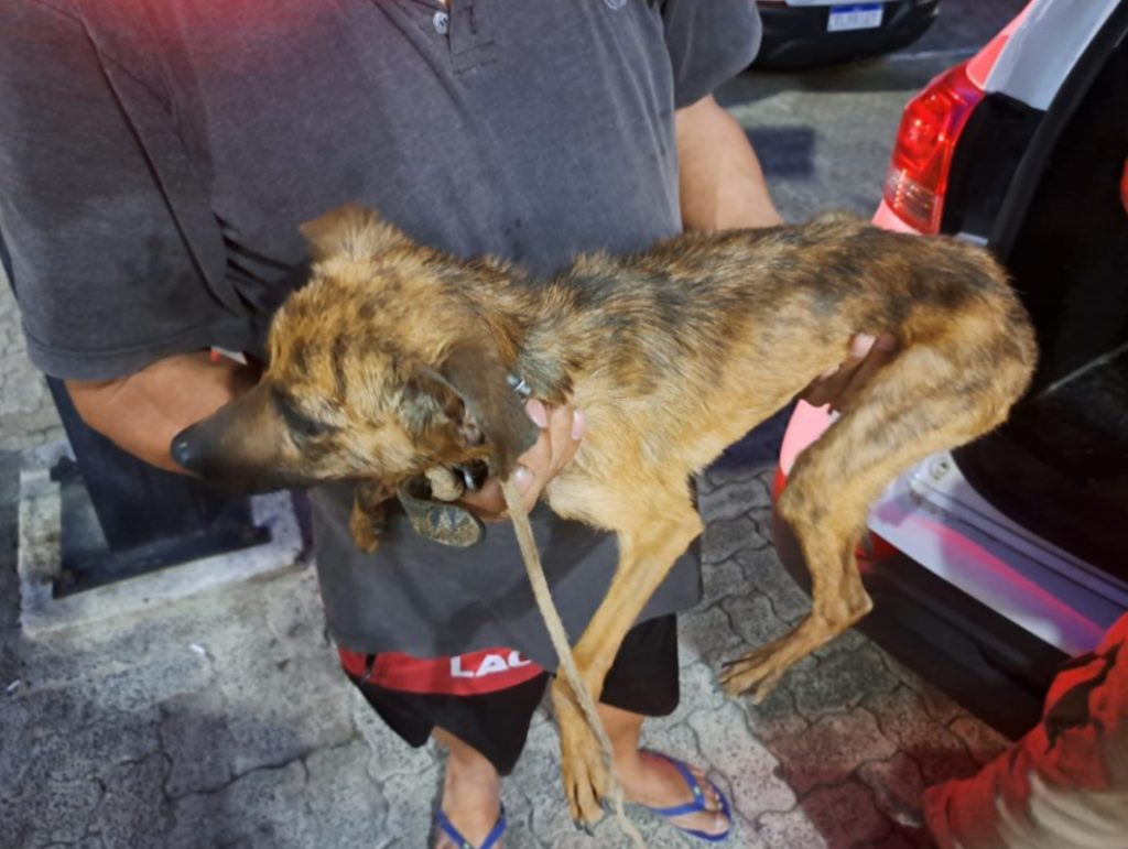 4 cachorros em situação crítica levam à prisão de tutor por maus-tratos em SC