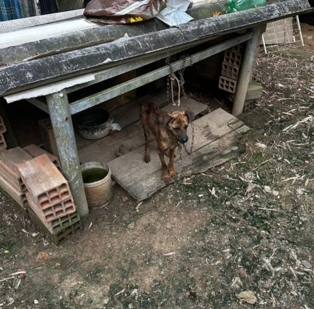 4 cachorros em situação crítica levam à prisão de tutor por maus-tratos em SC