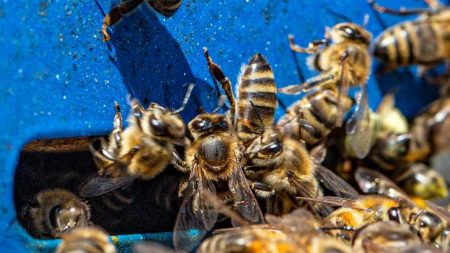 Homem tem sinais de choque anafilático após ser atacado por abelhas em Indaial 