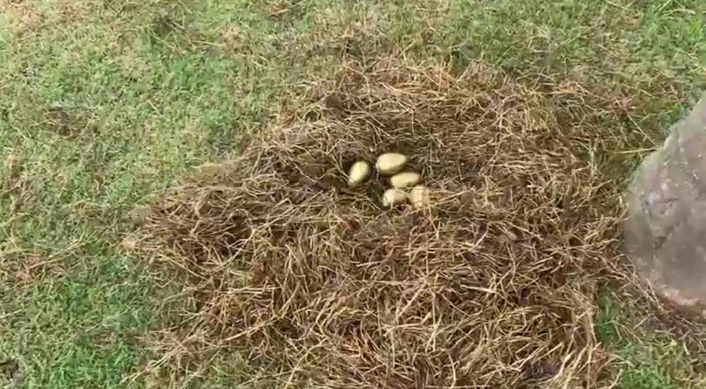 Caça aos Ovos em Timbó acontece em 16 de março com diversas atrações