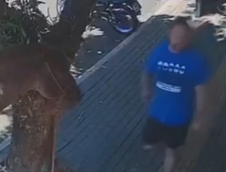 Vereador do Paraná é mordido por burro enquanto caminhava 