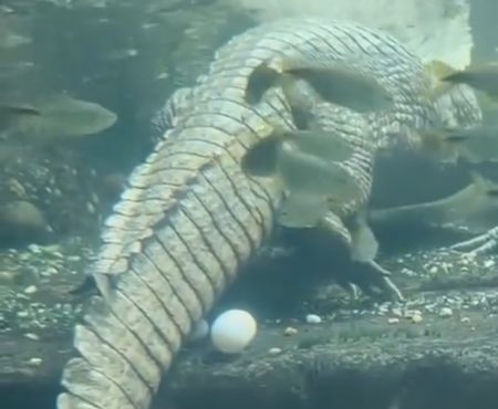 Jacaré-do-Pantanal surpreende visitantes ao colocar 39 ovos em aquário de BC
